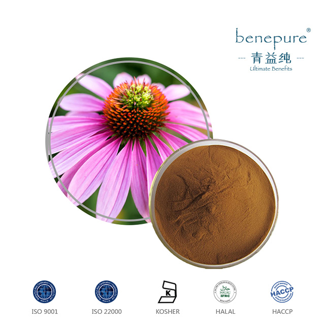 ECHINACEA PURPUREA EXTRACT CAS：70831560 Benepure Pharmaceutical Co